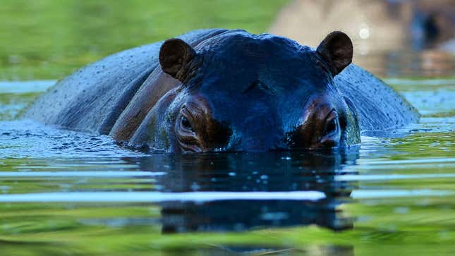 水面から覗くカバの写真。 